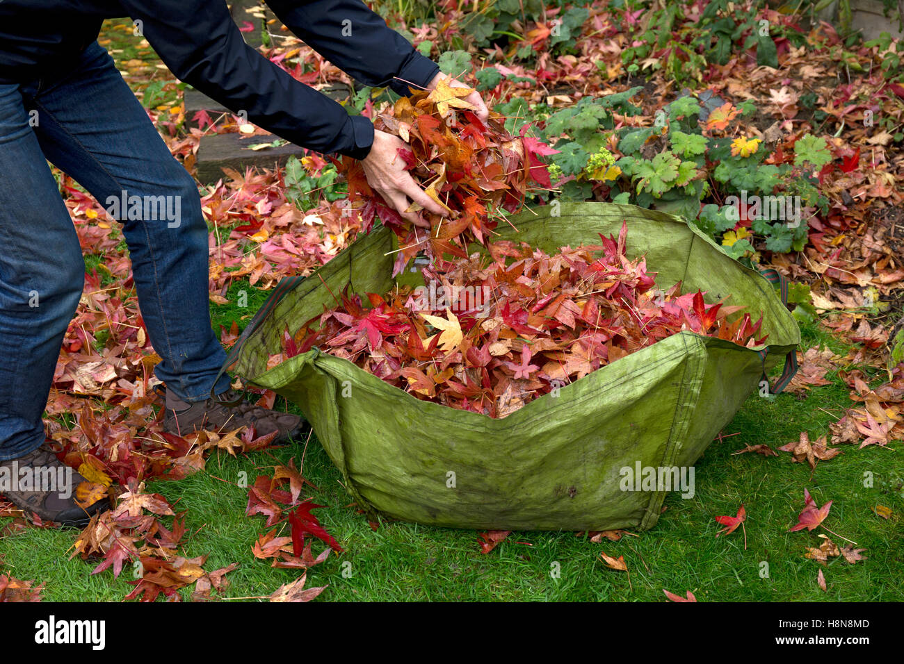 Garten zu verweigern Sack, die gefüllt mit Blättern im Herbst englischen Garten Stockfoto