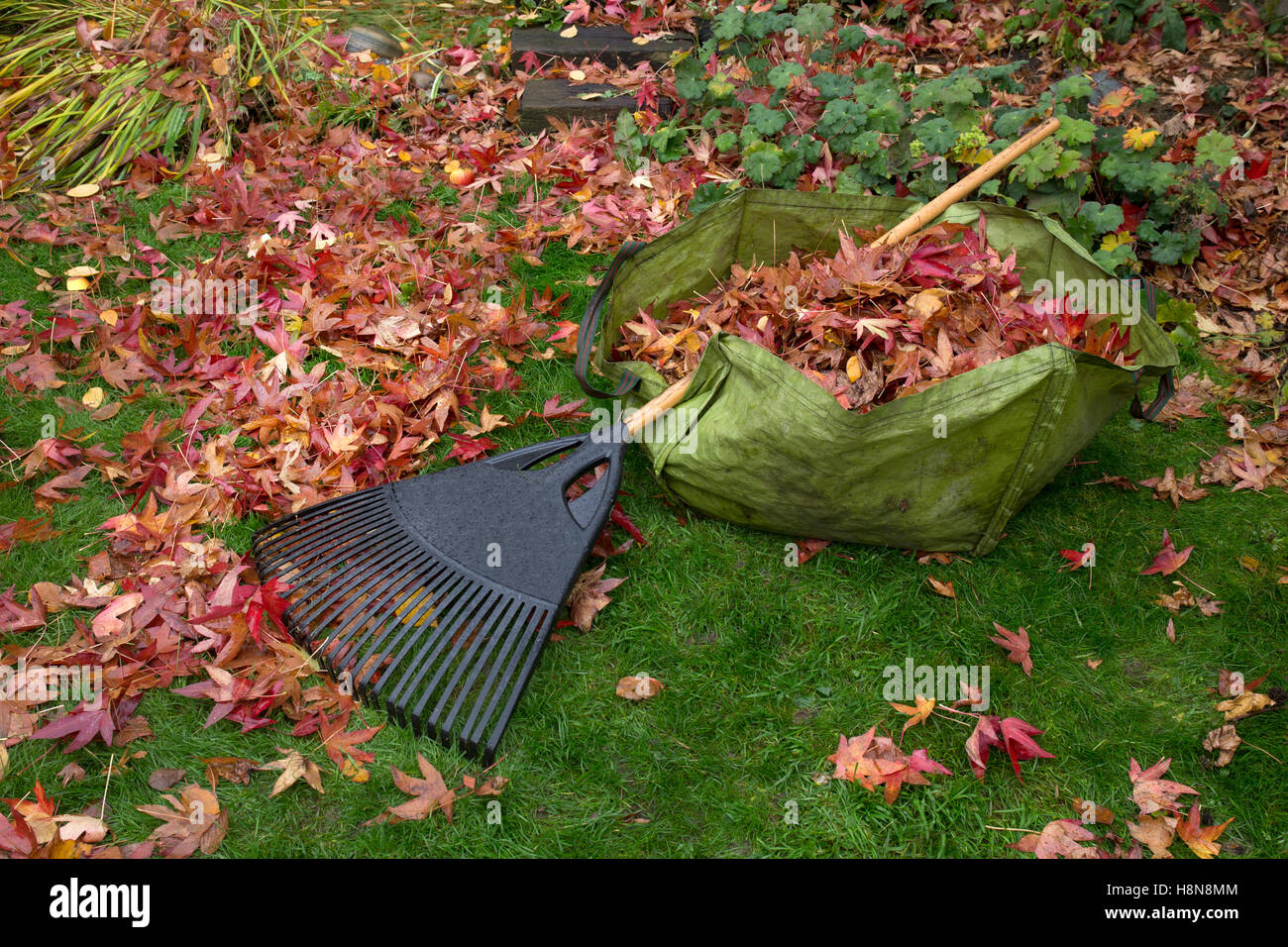 Garten zu verweigern Sack voller Blätter mit Rechen im Herbst englischen Garten Stockfoto