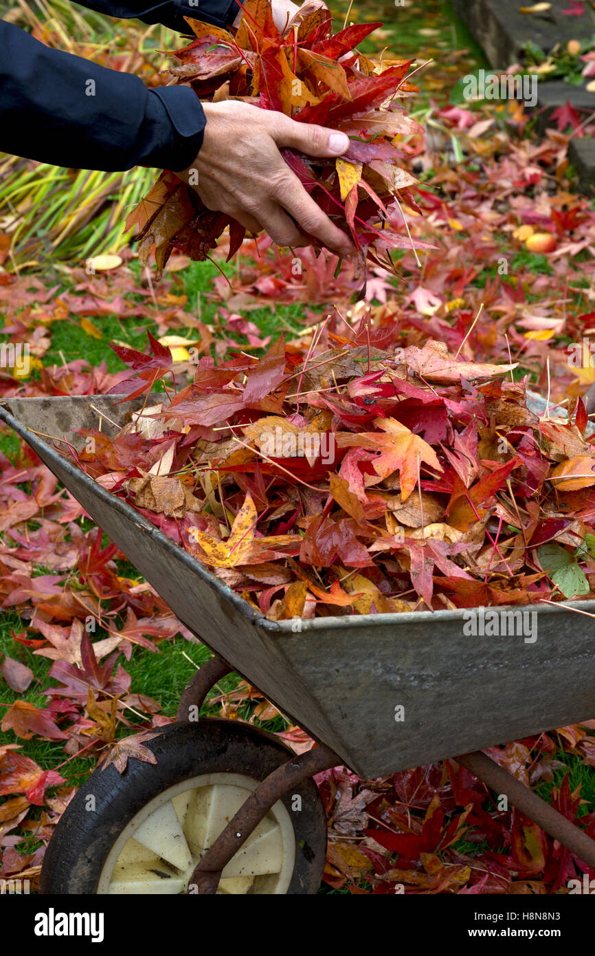 Schubkarre gefüllt mit Blätter im englischen Garten im Herbst Stockfoto