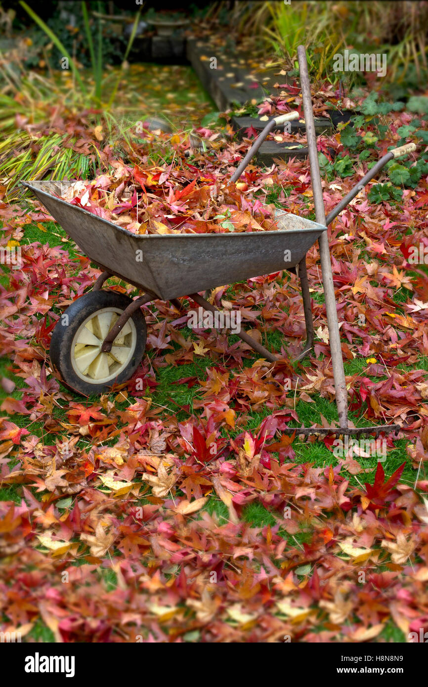 Schubkarre voller lässt und Rechen im englischen Garten im Herbst Stockfoto