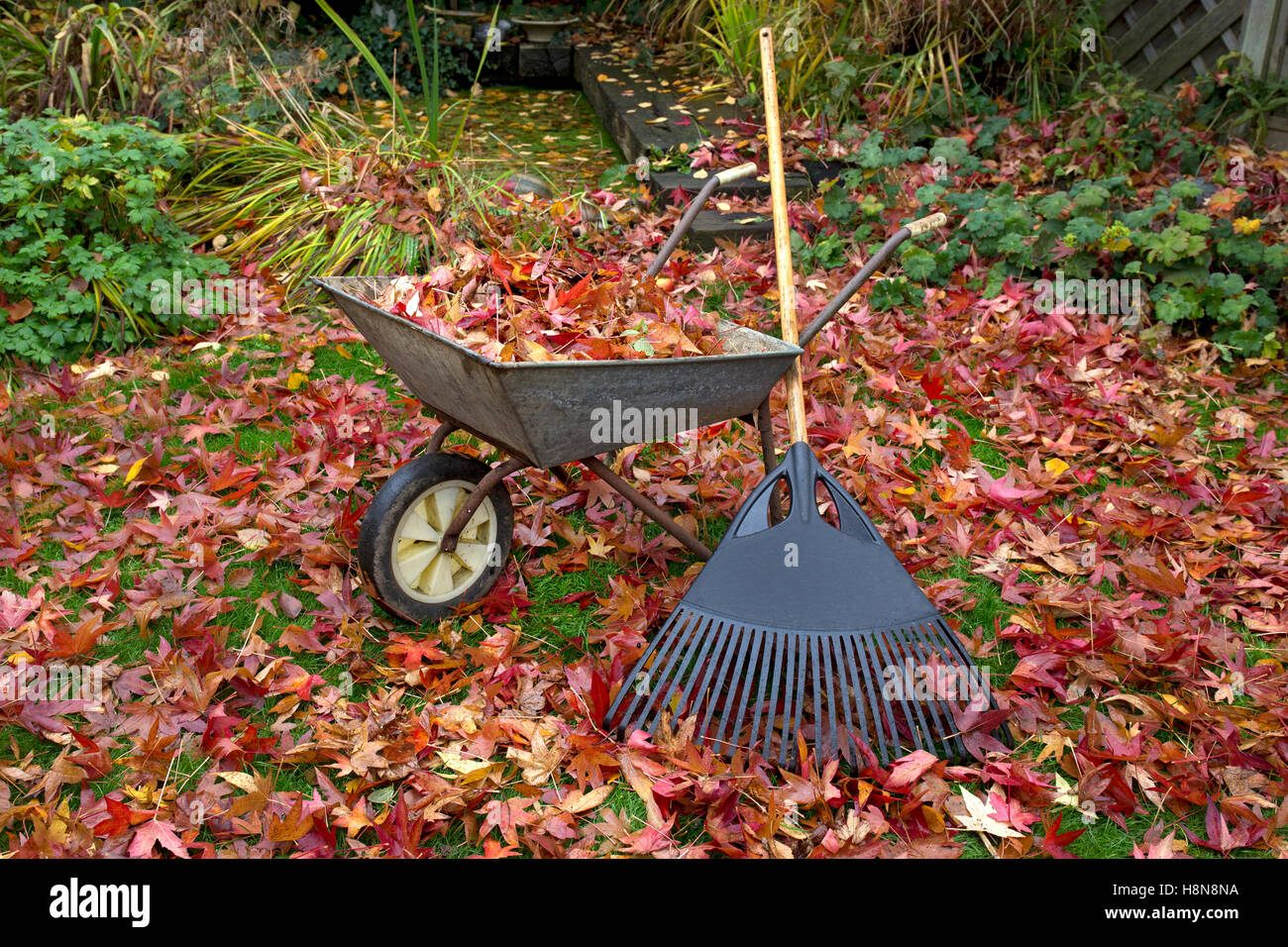 Schubkarre voller lässt und Rechen im englischen Garten im Herbst Stockfoto