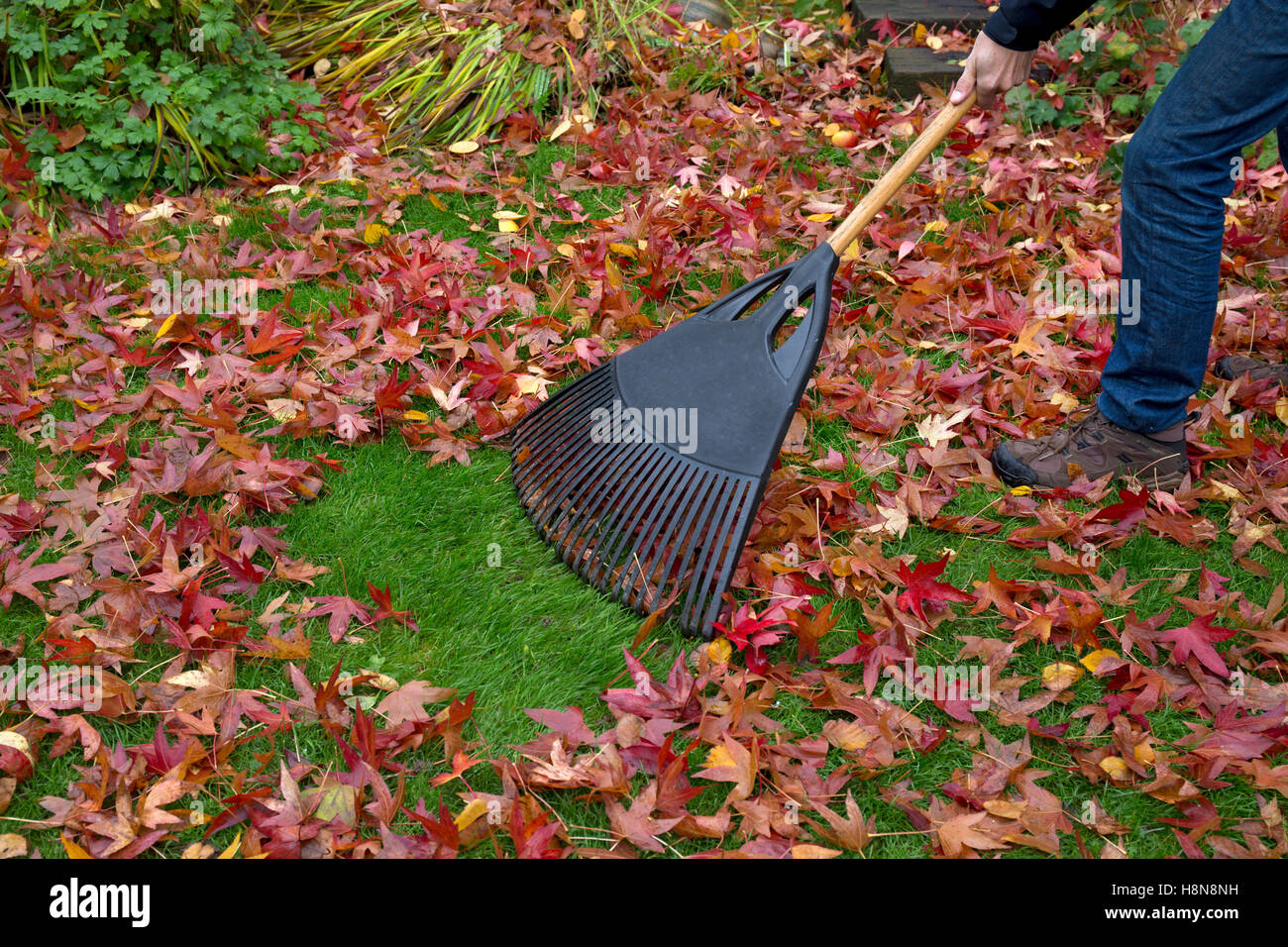 Laubrechen im englischen Garten im Herbst Stockfoto