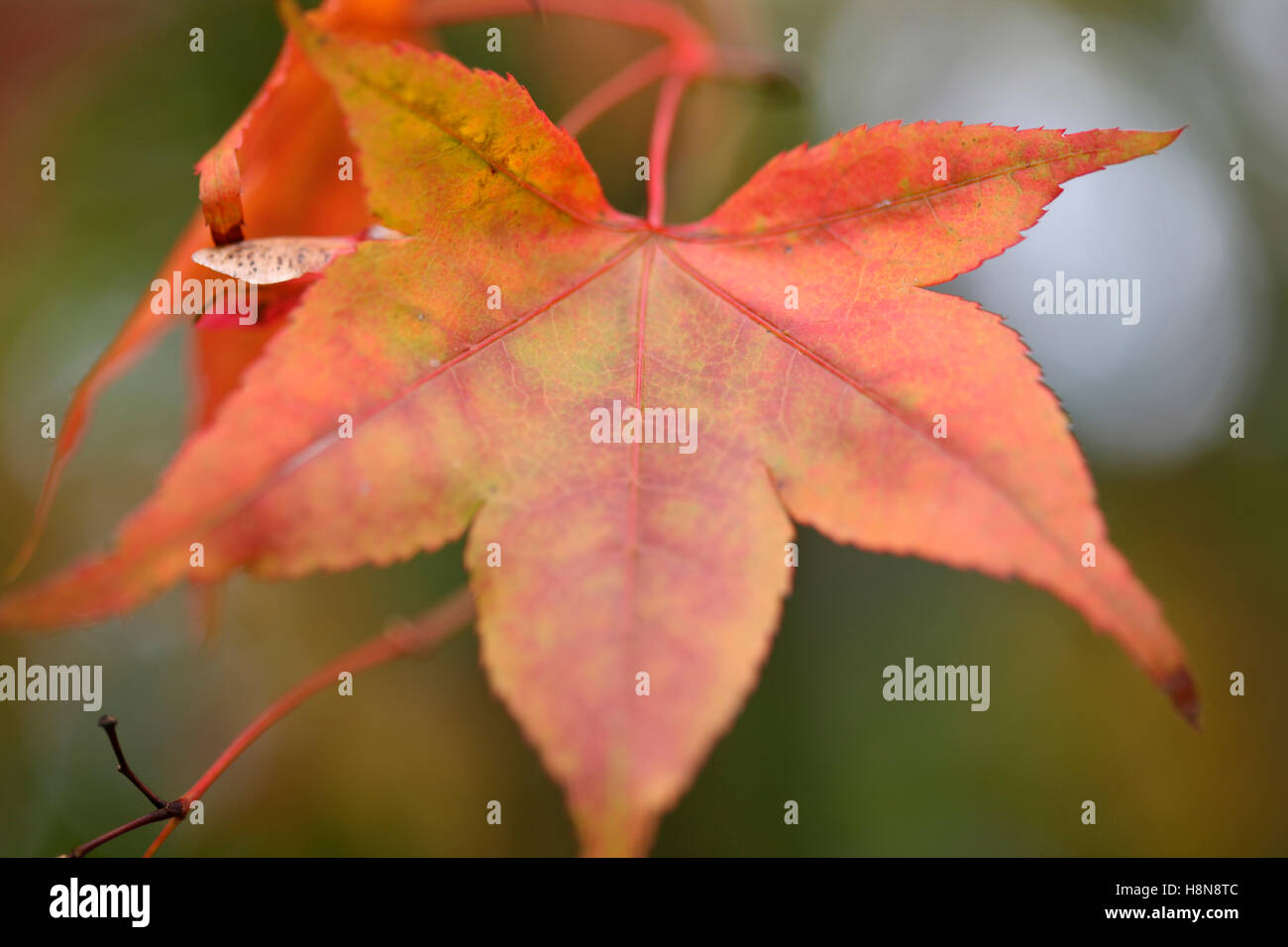 Acer Palmatum Blatt in Farbe ändern, Jane Ann Butler Fotografie JABP1698 Stockfoto