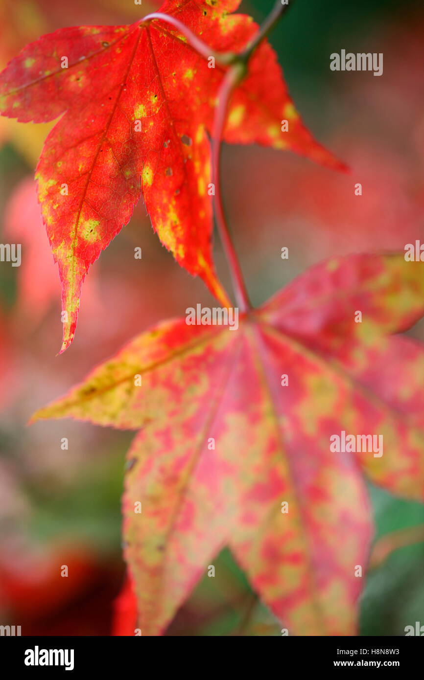 Acer Palmatum Amoenum japanischer Ahornblätter im Herbst - regenerieren Jane Ann Butler Fotografie JABP1704 Stockfoto