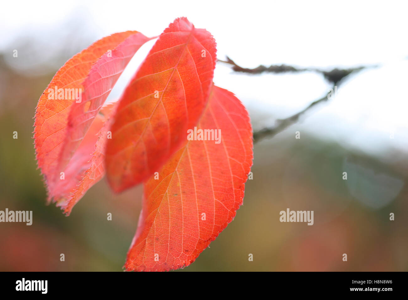 schöne Prunus Herbstlaub Ichico japanische Kirsche rot auf seiner Niederlassung Jane Ann Butler Fotografie JABP1694 Stockfoto