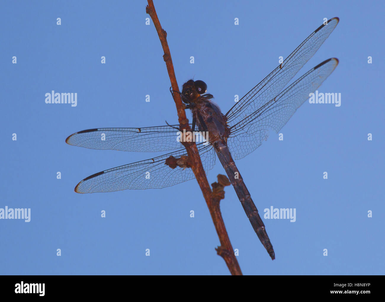 Libelle von unten zu sehen, wie es auf einem Ast ruht Stockfoto