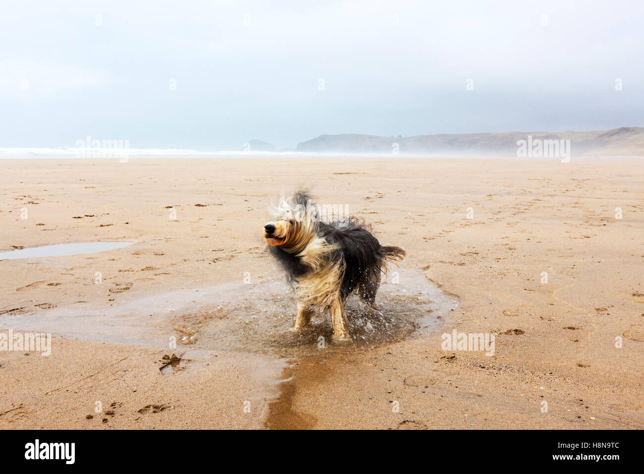 Hund am Strand schütteln, Wasser und Sand aus Fell Bearded Collie Stand in Pfütze schütteln schütteln Wasser aus nassem Hund Hunde Mantel Stockfoto