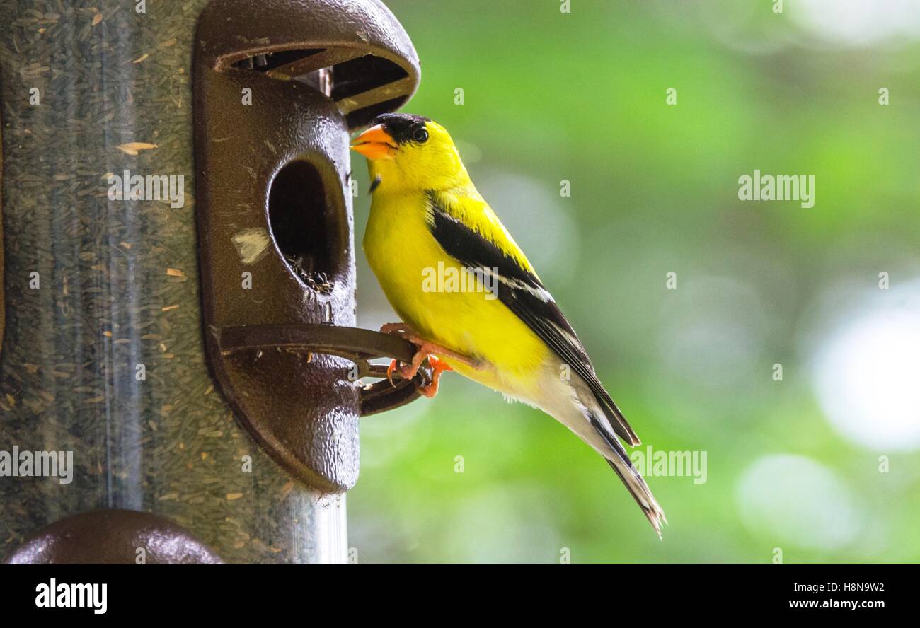 Frühling bringt kleine gelbe Vögel, amerikanische Stieglitz (Spinus Tristis). Stockfoto