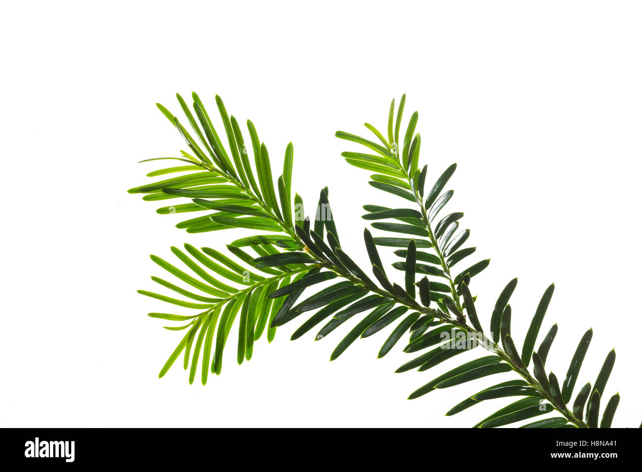 Europische Eibe, Eibenbaum, Taxus Baccata, Europische Eibe, gemeinsamen  Eibe, Eibe, L'If Commun, wenn Stockfotografie - Alamy