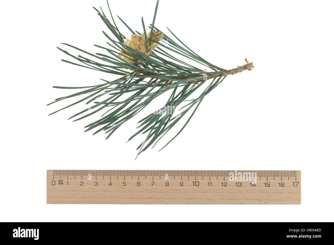 Wald-Kiefer, Föhre, Waldkiefer, Gemeine Kiefer, Seeaufstiegen Pinus Sylvestris, Kiefer, Le Pin Sylvestre Stockfoto
