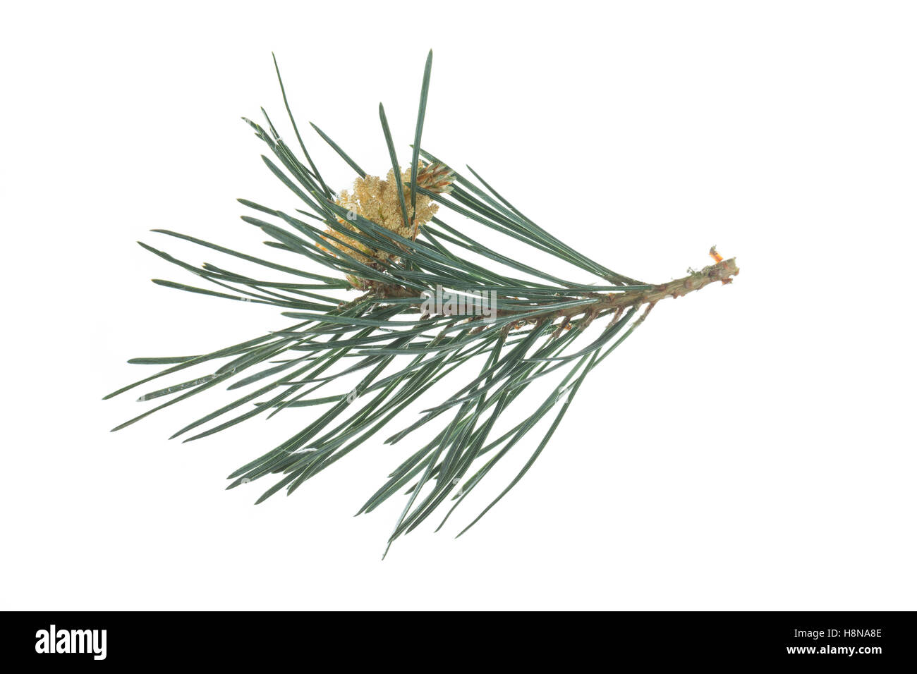 Wald-Kiefer, Föhre, Waldkiefer, Gemeine Kiefer, Seeaufstiegen Pinus Sylvestris, Kiefer, Le Pin Sylvestre Stockfoto