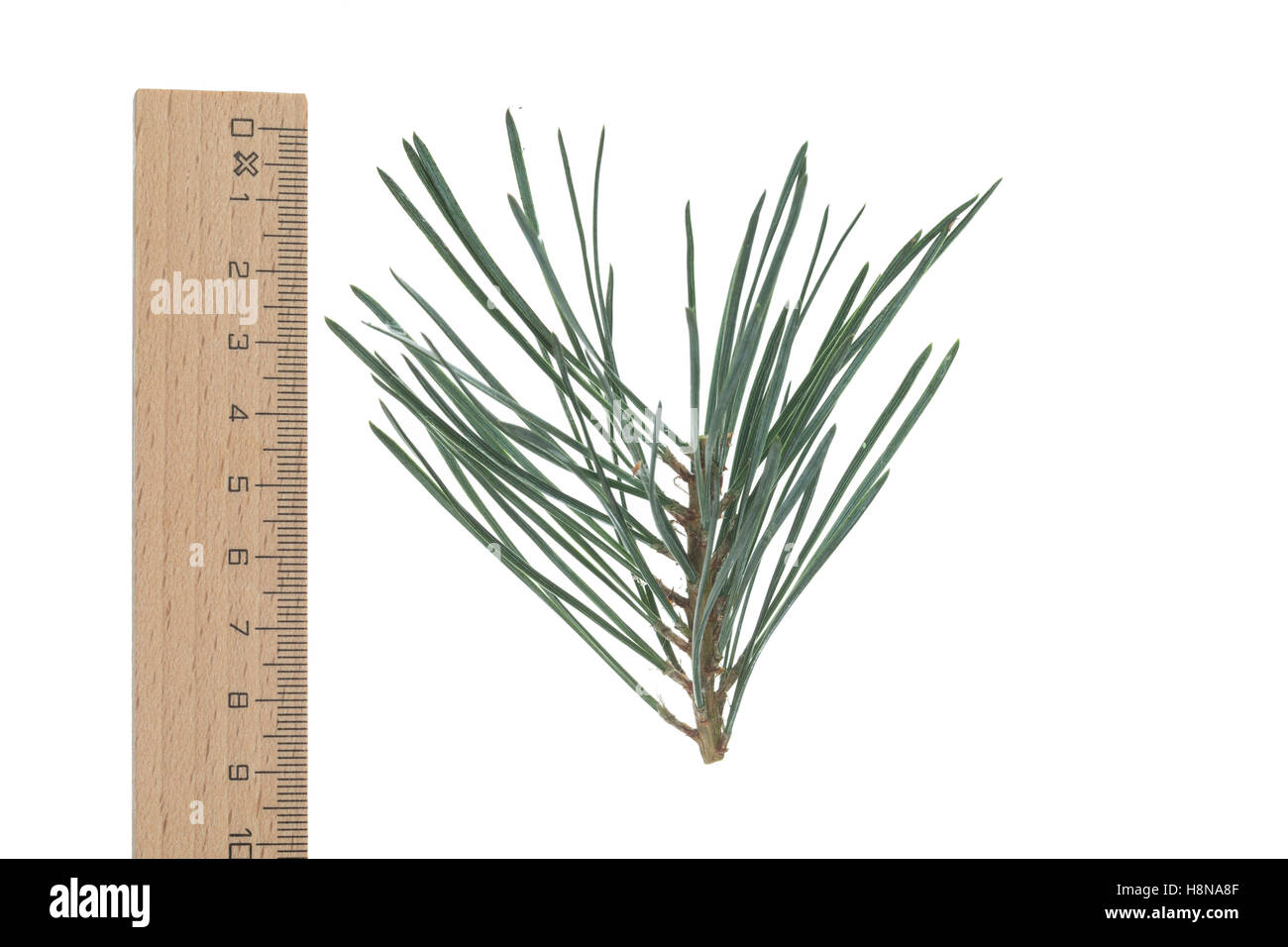 Wald-Kiefer, Föhre, Waldkiefer, Gemeine Kiefer, Seeaufstiegen Pinus Sylvestris, Kiefer, Le Pin Sylvestre Stockfoto