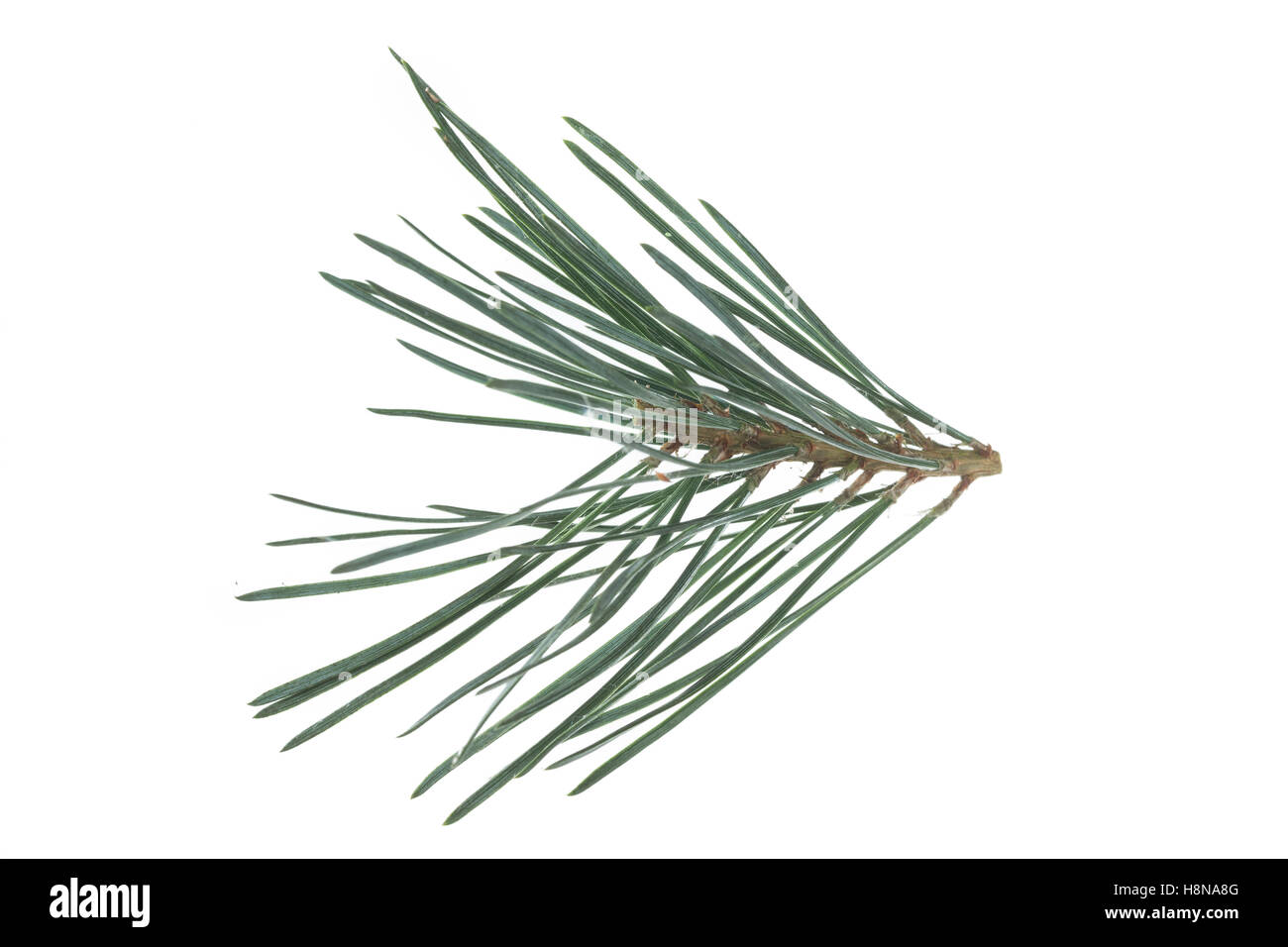 Wald-Kiefer, Föhre, Waldkiefer, Gemeine Kiefer, Seeaufstiegen Pinus Sylvestris, Kiefer, Le Pin Sylvestre Stockfoto