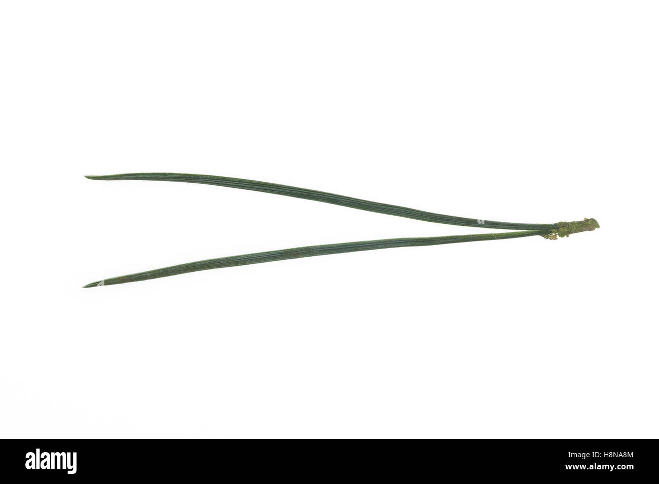 Wald-Kiefer, Föhre, Waldkiefer, Gemeine Kiefer, Seeaufstiegen Pinus Sylvestris, Kiefer, Le Pin Sylvestre Stockfoto