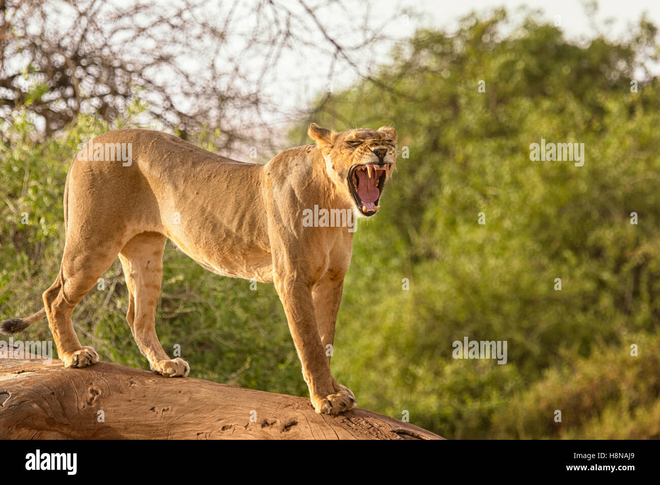 Voller Körper Höhenplan von einem Erwachsenen Samburu Lion, Panthera Leo, Gähnen, Buffalo National Reserve Nord-Kenia, Ostafrika Stockfoto