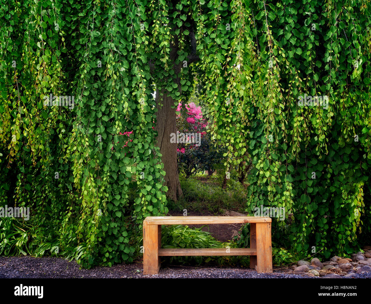 Baum und Bank mit Rhododendron. Oregon-Garten, Oregon Stockfoto