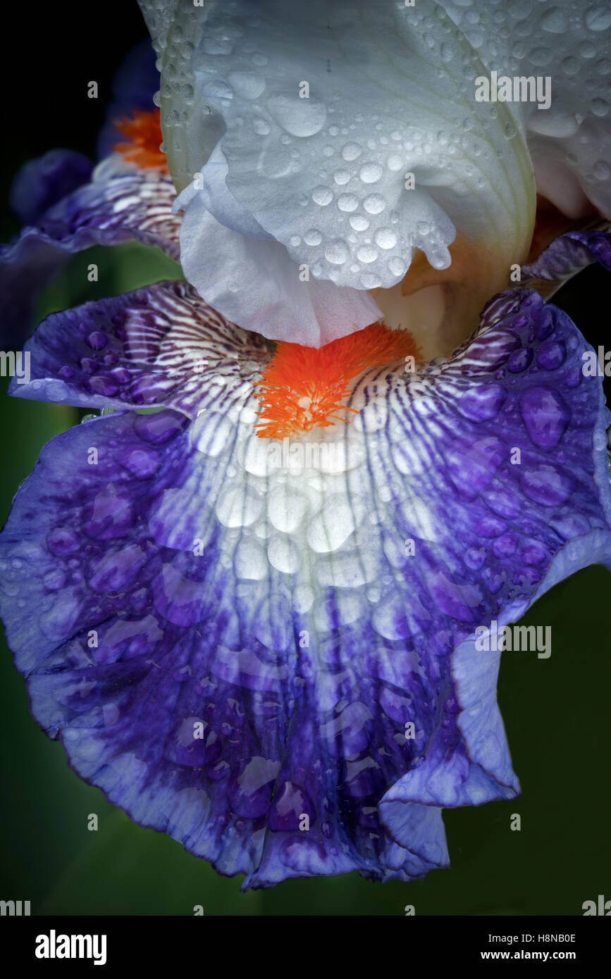 Nahaufnahme von Iris Blume (Gypsy Lord) mit Regentropfen. Schriners Iris Garten. Oregon Stockfoto