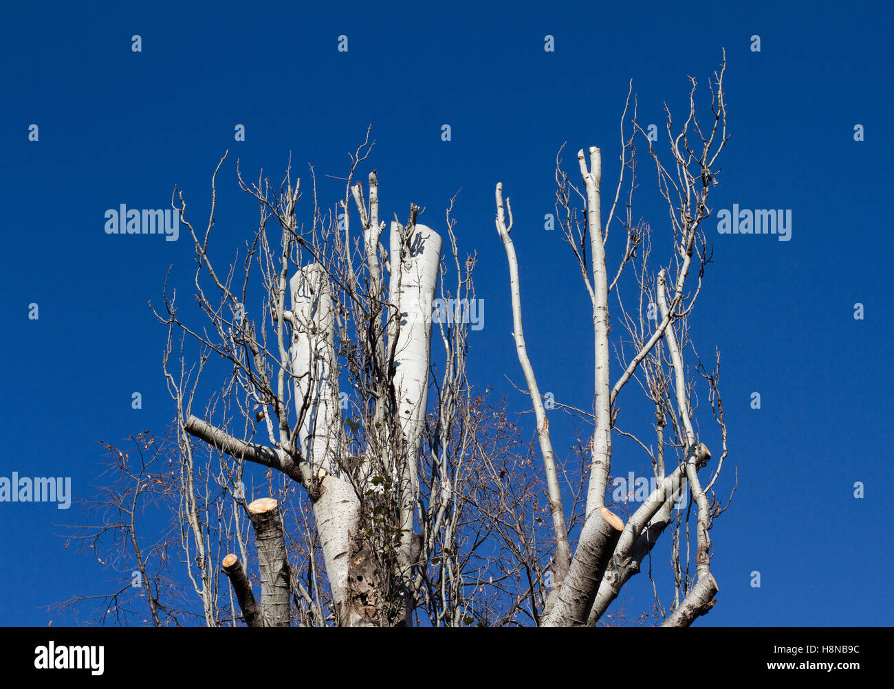 Spitze der Birke mit abgeschnittenen Zweigen vor blauem Himmel Stockfoto