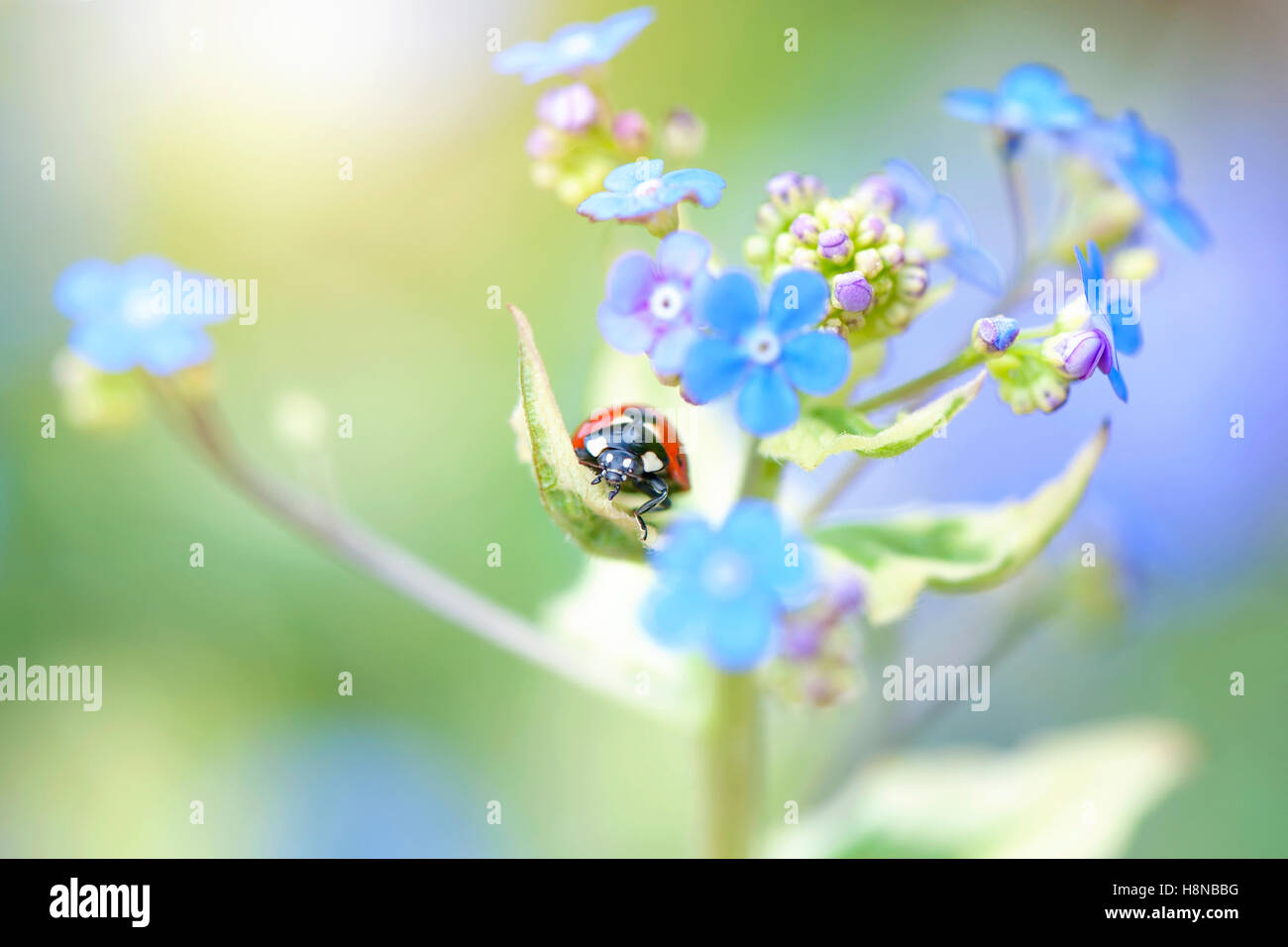 Ein sieben-Punkt Marienkäfer auf einem vergessen mich nicht blau Feder Blume Stockfoto