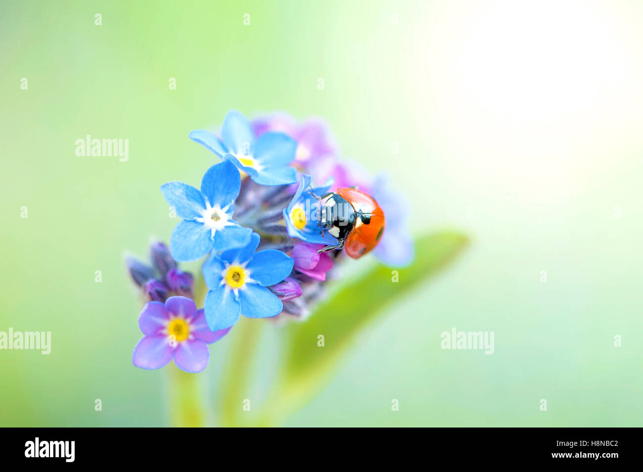 Ein sieben-Punkt Marienkäfer auf eine Vergissmeinnicht blau Frühlingsblume Stockfoto