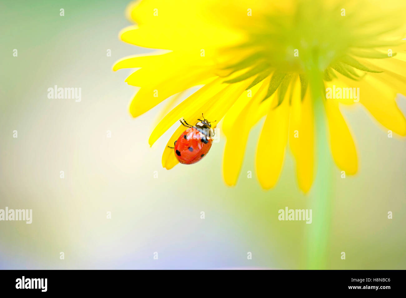 Ein sieben-Punkt-Marienkäfer auf eine Orientgämswurz gelbe Blume Stockfoto