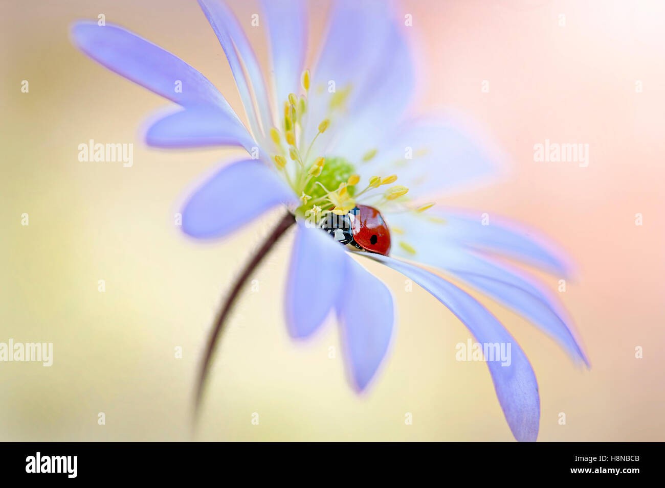 Ein sieben-Punkt-Marienkäfer auf eine blaue Feder windflower Stockfoto