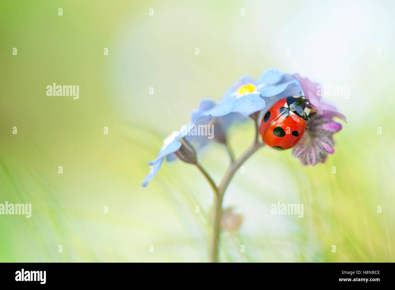 Ein 7-Punkt Marienkäfer auf eine blaue Vergißmeinnicht Blume Stockfoto