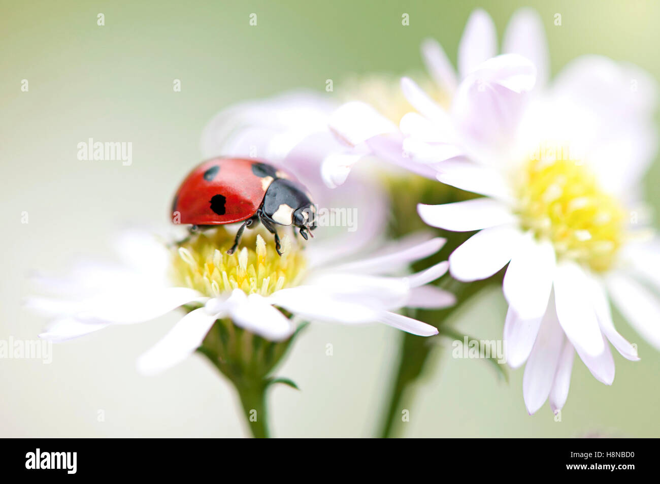 Ein sieben-Punkt Marienkäfer auf einer White Daisy Blume Stockfoto