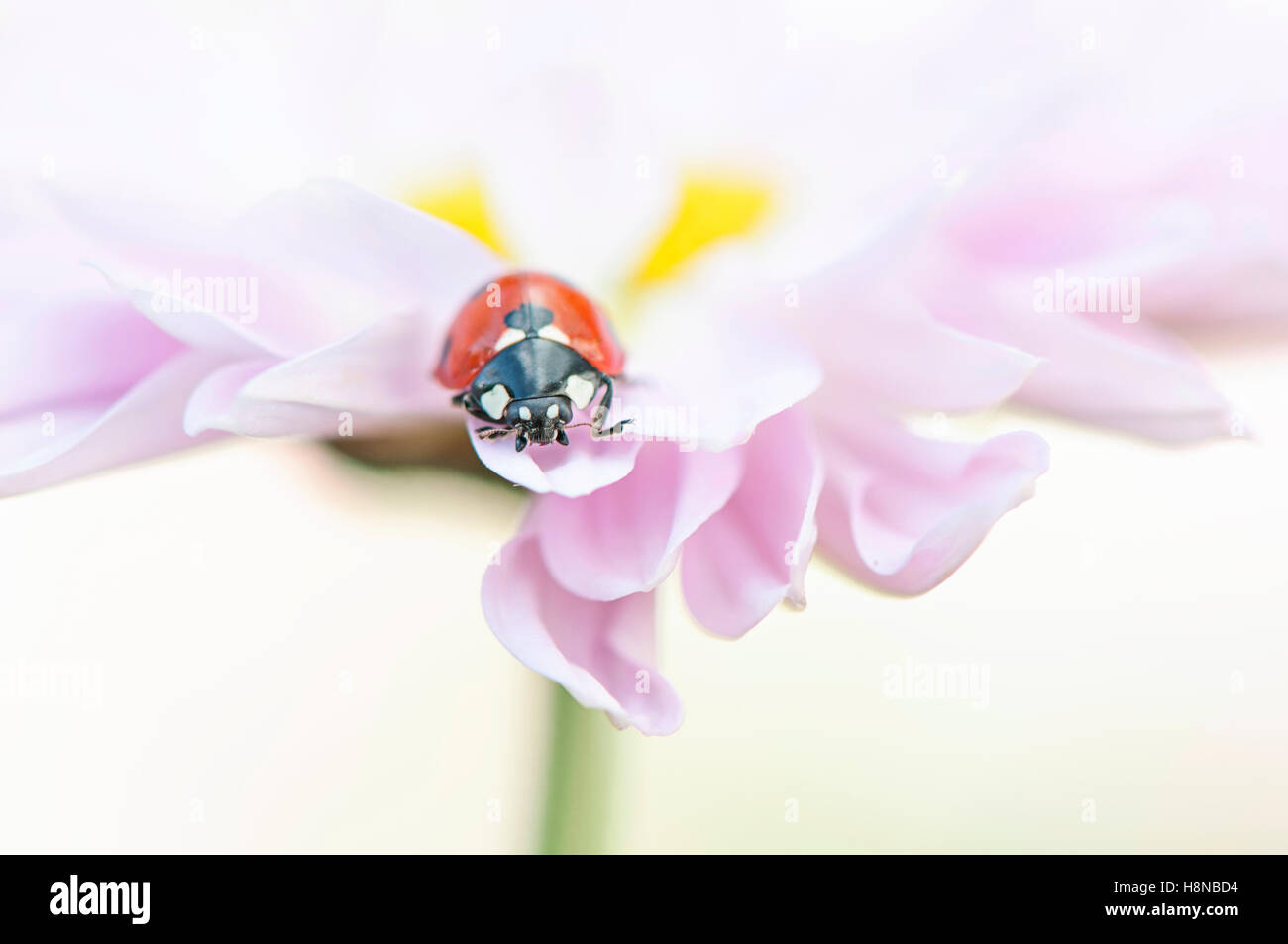 Ein sieben-Punkt Marienkäfer auf eine rosa Gänseblümchen Blume Stockfoto