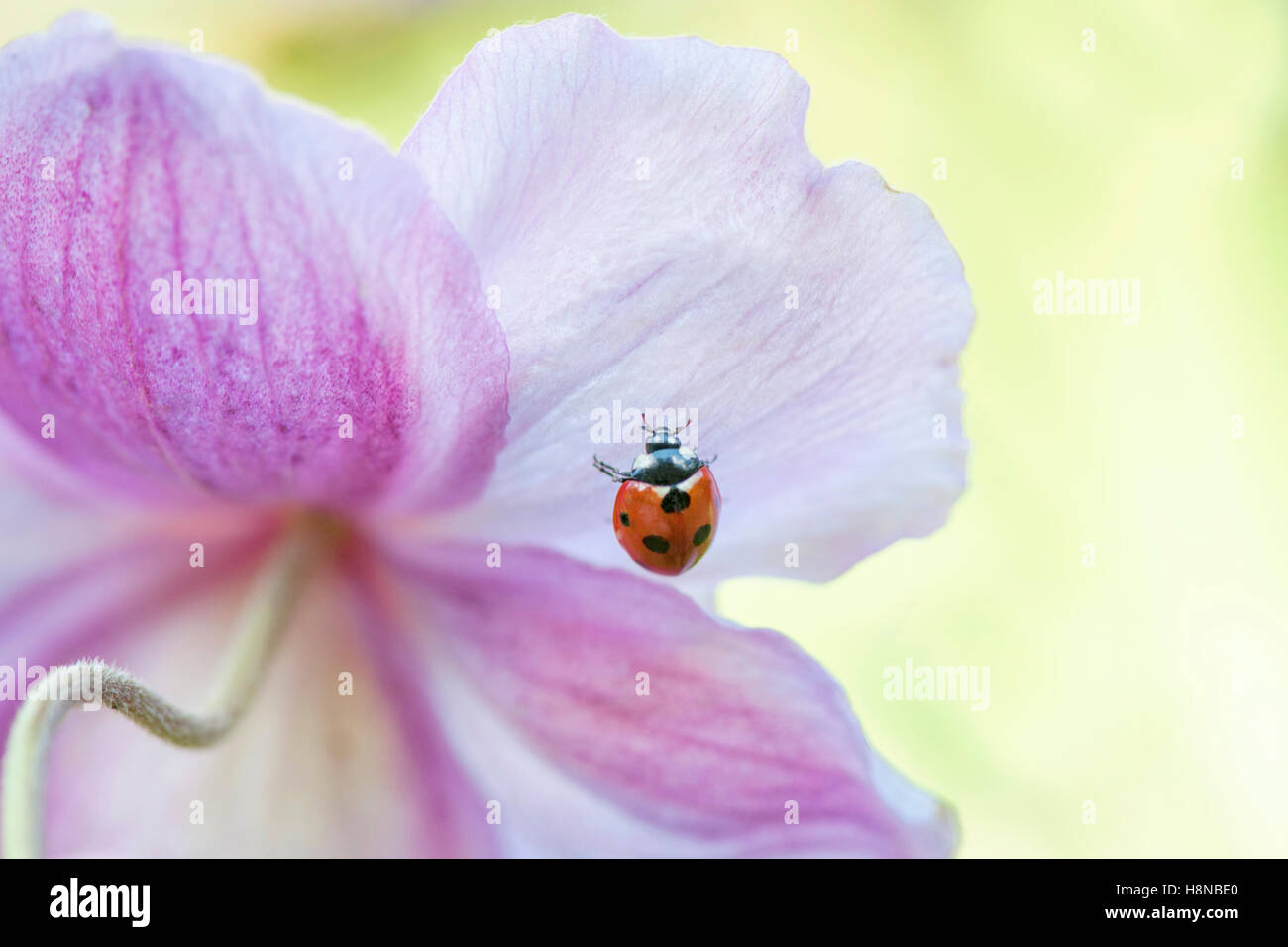 Ein 7-Punkt Marienkäfer auf eine japanische Anemone Blume Stockfoto