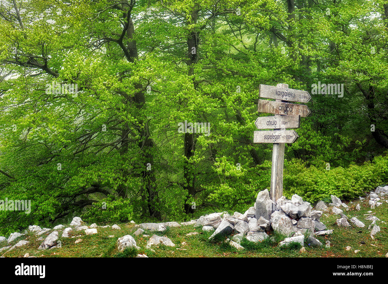 Wegweiser im Wald Stockfoto