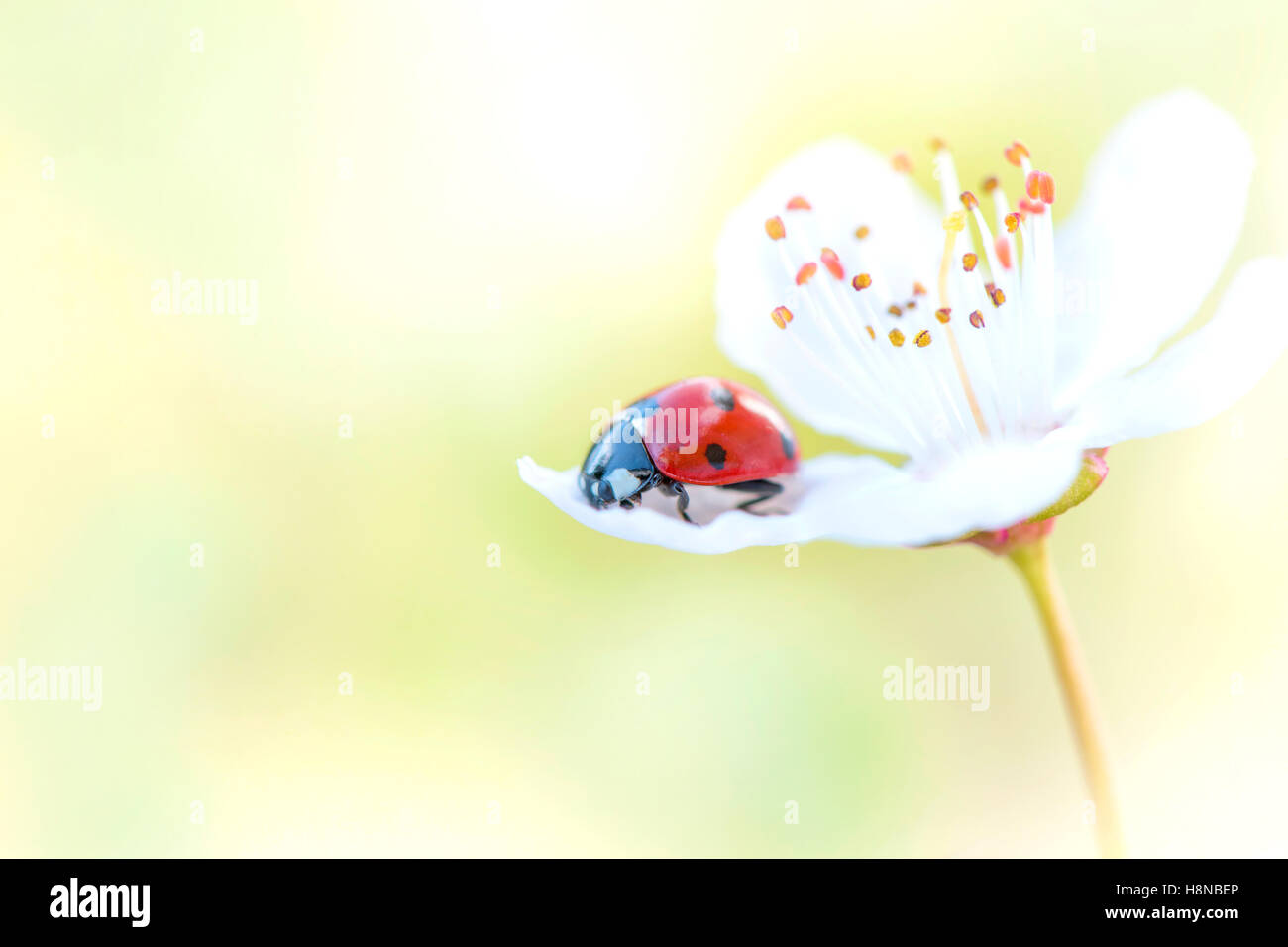 Ein sieben-Punkt-Marienkäfer auf einer weißen Blüte Blume Stockfoto