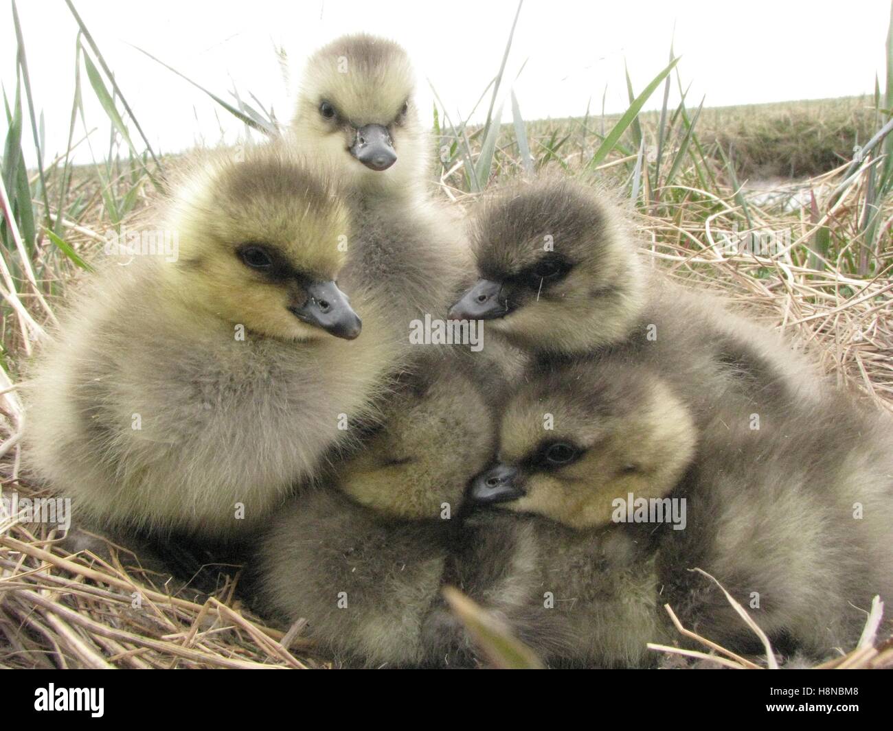Eine Gruppe von schnatternde Gans Gänsel drängen sich zusammen in ihrem Nest im Yukon Delta National Wildlife Refuge 23. Juni 2010 in Alaska. Stockfoto