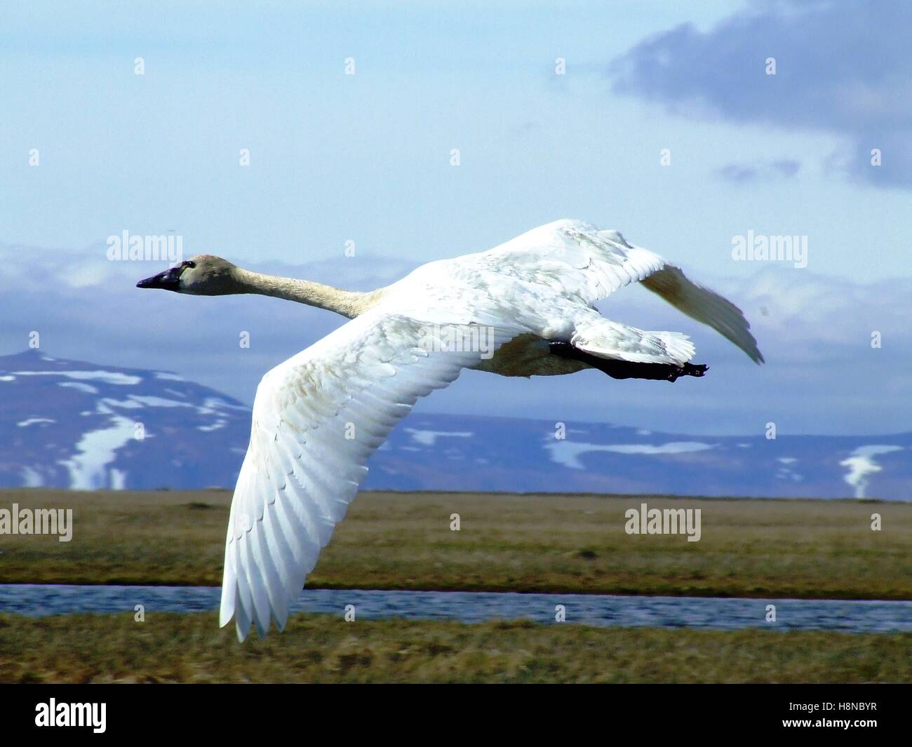 Ein weißer Tundra-Schwan im Kampf um den Yukon Delta River in den Yukon Delta National Wildlife Refuge 9. Juni 2007 in Alaska. Stockfoto
