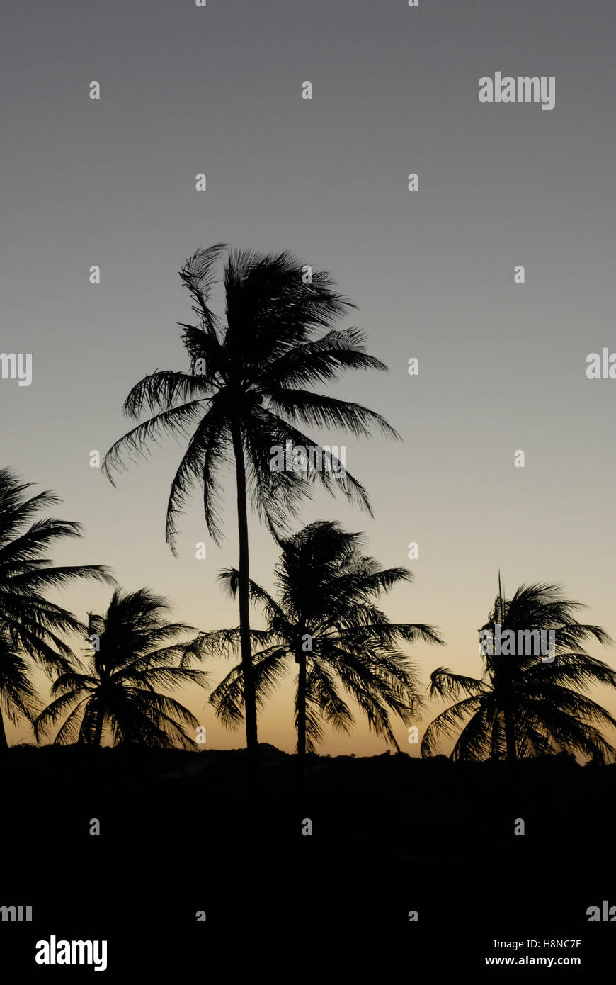 Sihouette von Kokospalmen nach Sonnenuntergang Stockfoto