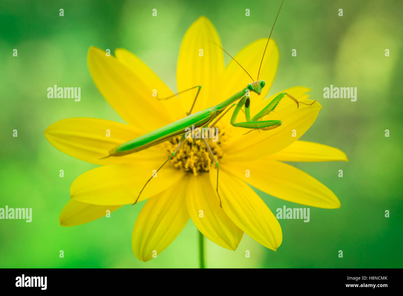 eine männliche Gottesanbeterin auf einer gelben Blume von Helianthus Tuberosus (Topinambur) Stockfoto