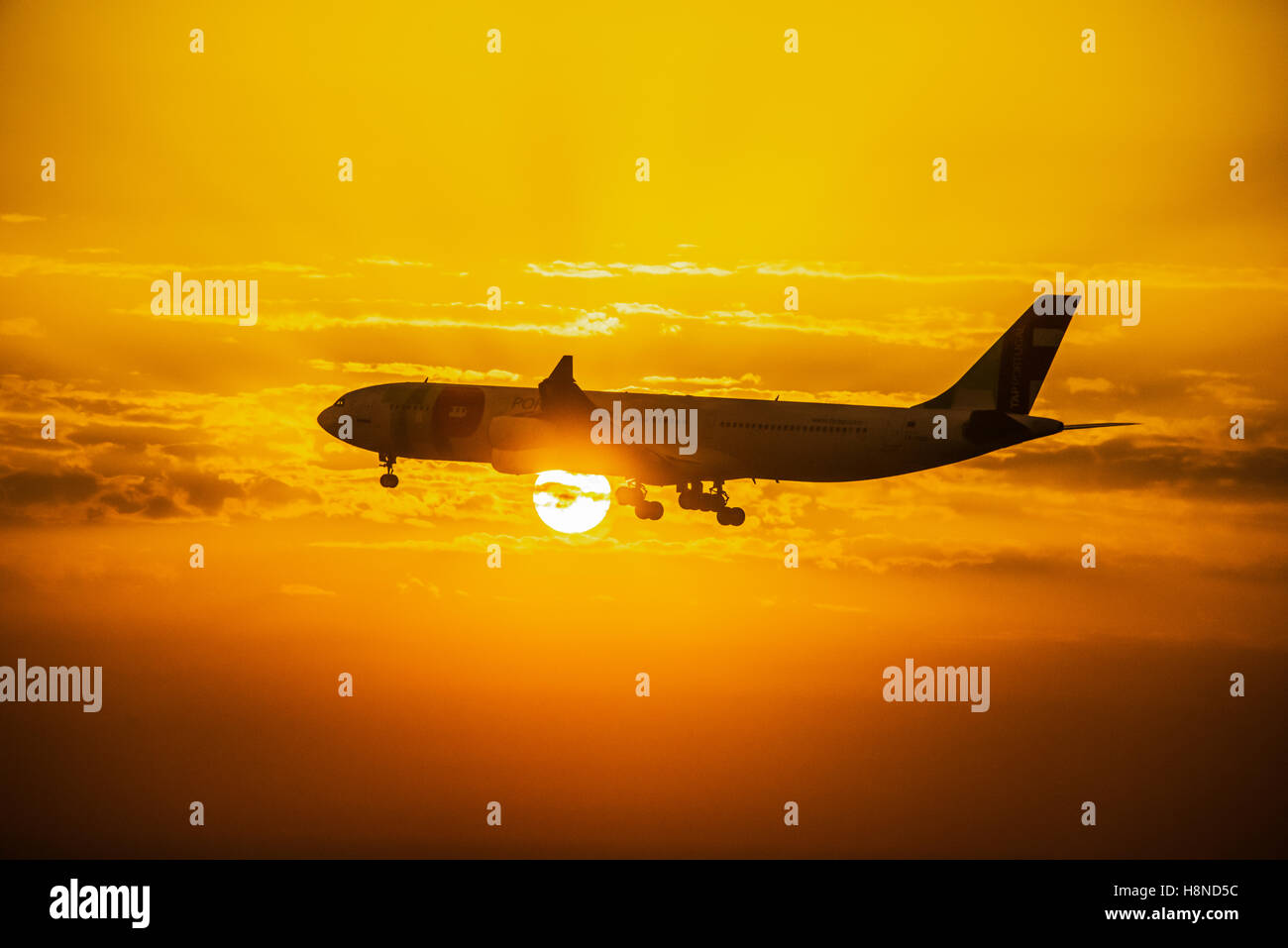 TAP Portugal Airbus 340-312 landet auf dem Flughafen Lissabon, Portugal, bei Sonnenaufgang Stockfoto