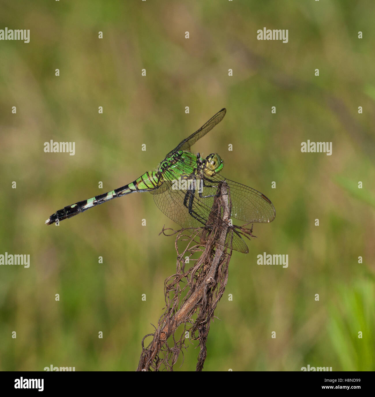 Grüne Libelle auf einem Stock, auf der Suche nach eine einfache Mahlzeit Stockfoto