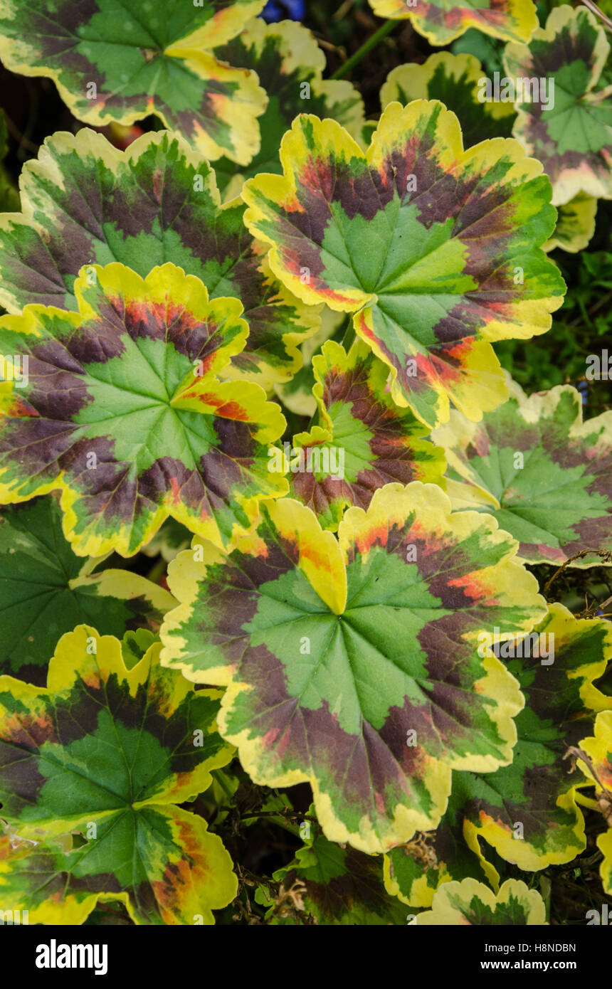 Nahaufnahme der Blätter der zonalen Pelargonien. Stockfoto