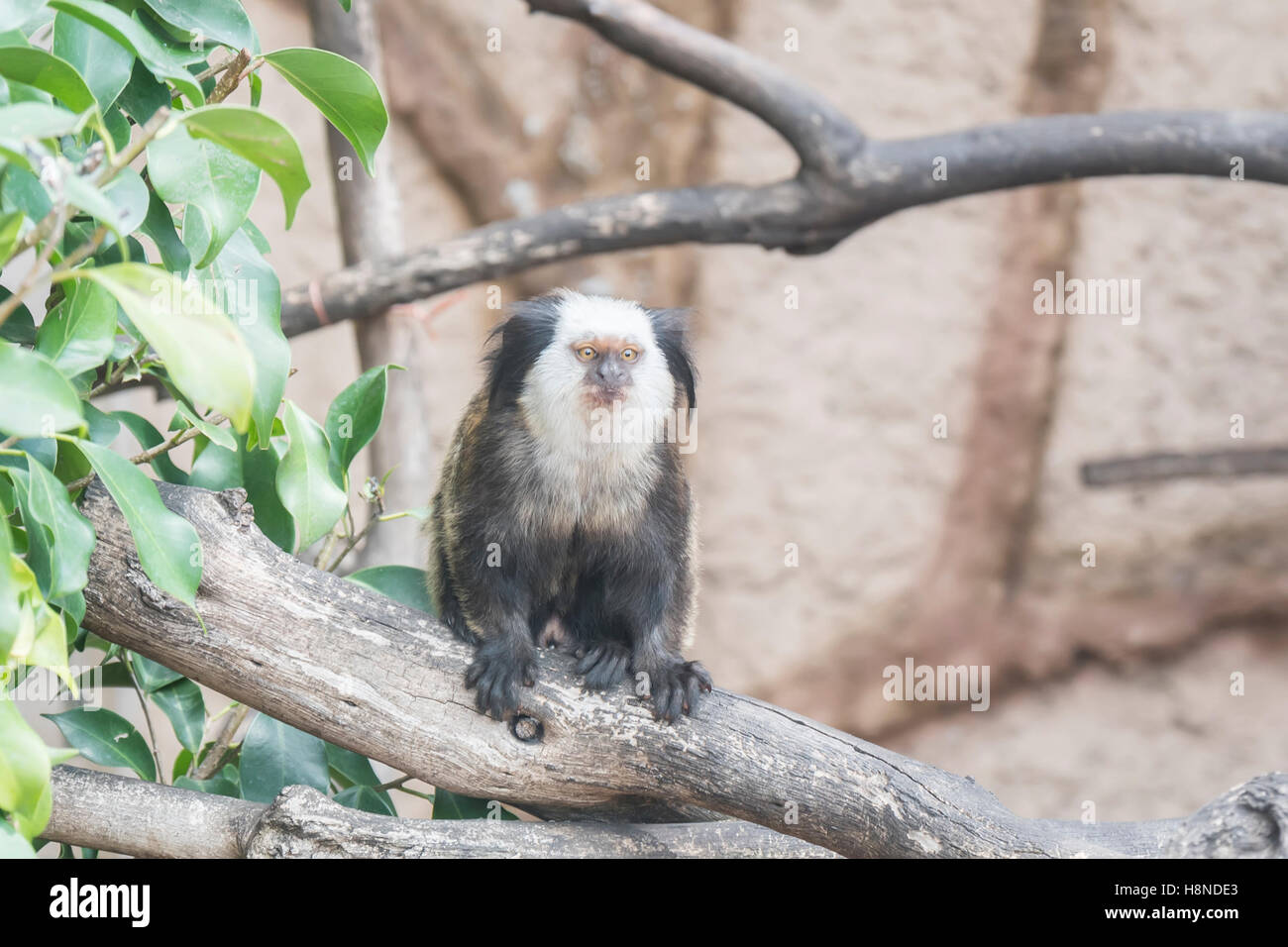 Callithrix Geoffroyi, Titi de Geoffroy Stockfoto