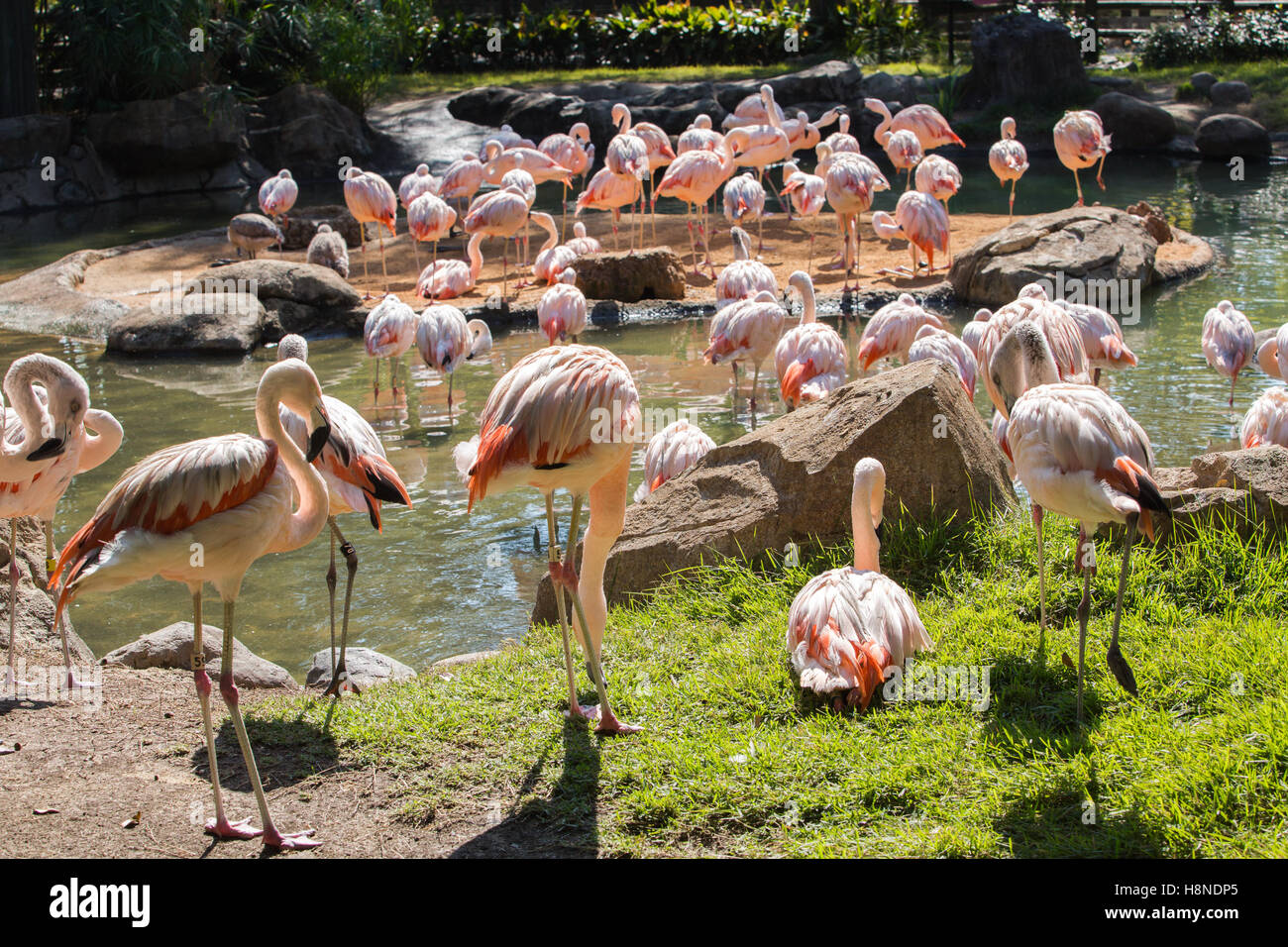 Flamingo Bild in Houston Zoo Stockfoto