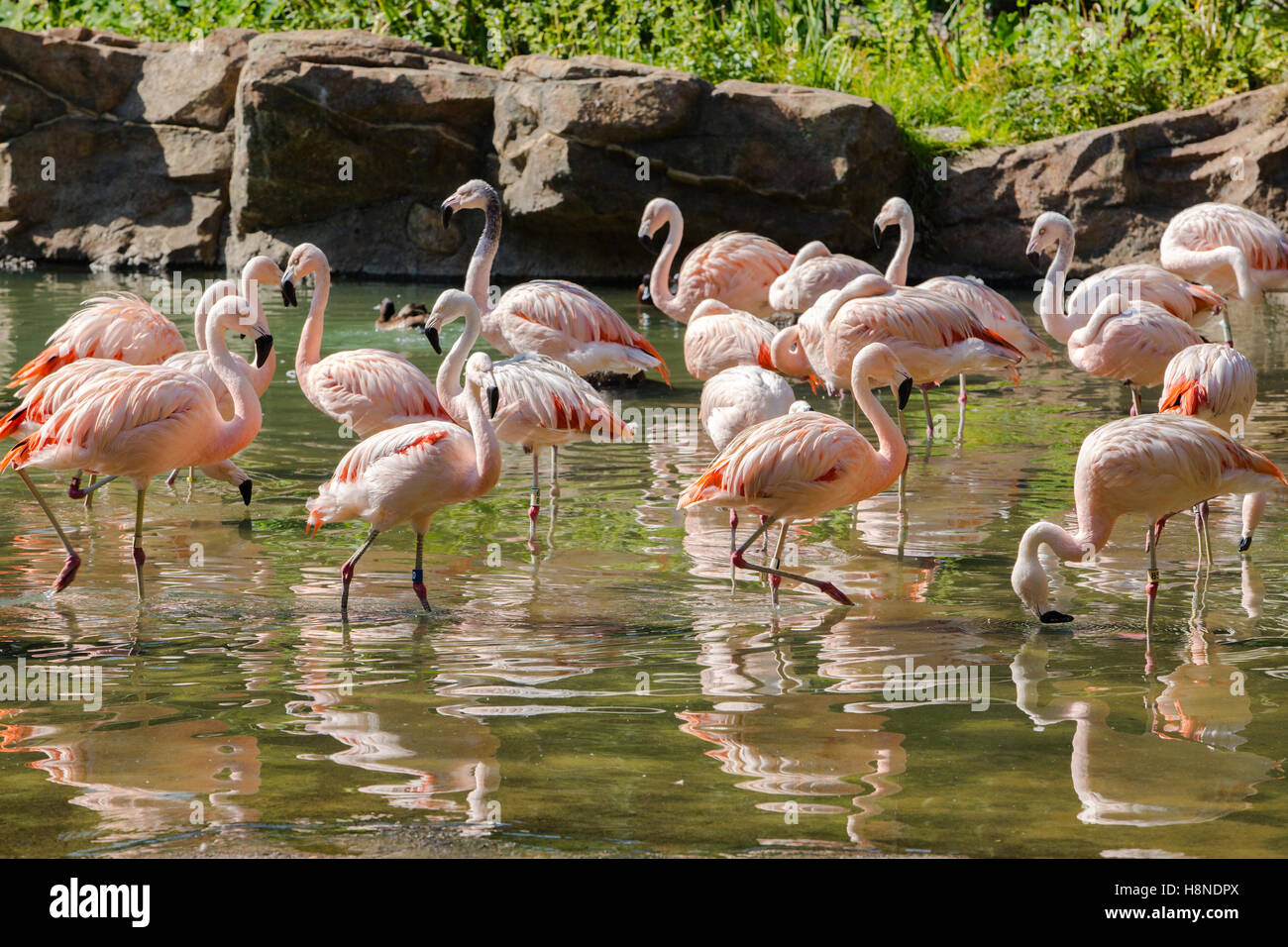 Flamingo Bild in Houston Zoo Stockfoto