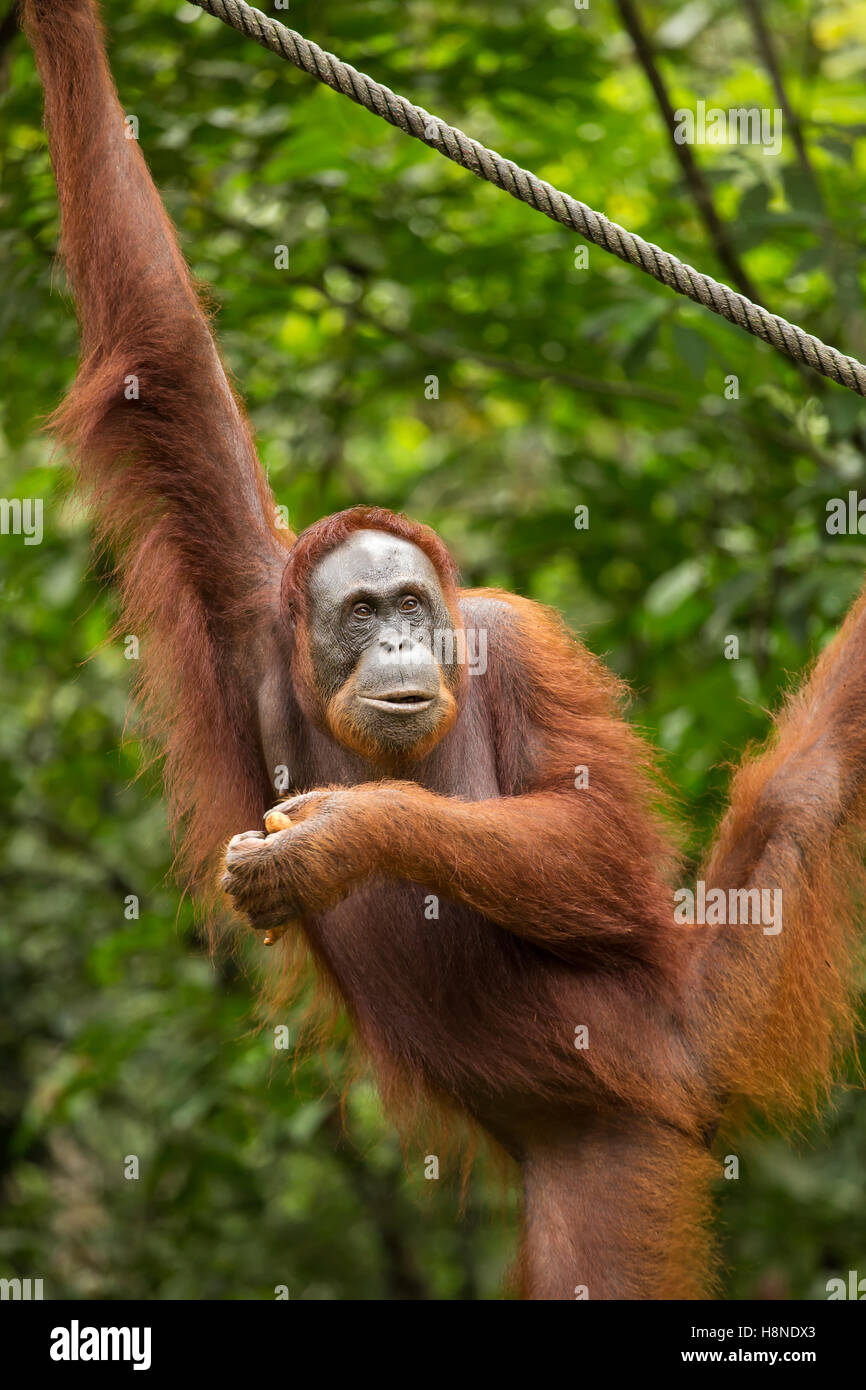 Weiblicher Orang-Utan hängen am Seil im Semenggoh Nature Reserve, Sarawak, Borneo, Malaysia Stockfoto