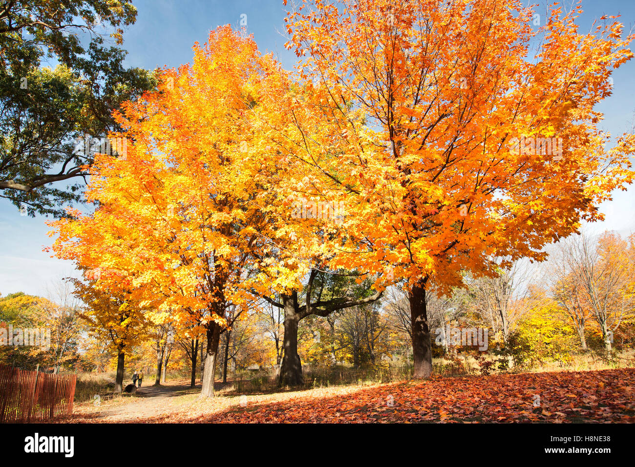 Bunte Ahornbäume im Park im Herbst fallen Saison bunte Blätter Stockfoto