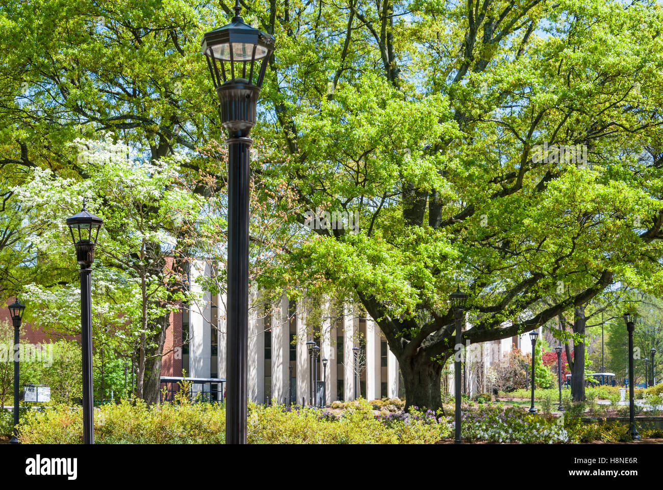 Georgia Tech Campus, befindet sich im Herzen von Atlanta, Georgia, bricht mit den leuchtenden Farben des Frühlings. (USA) Stockfoto