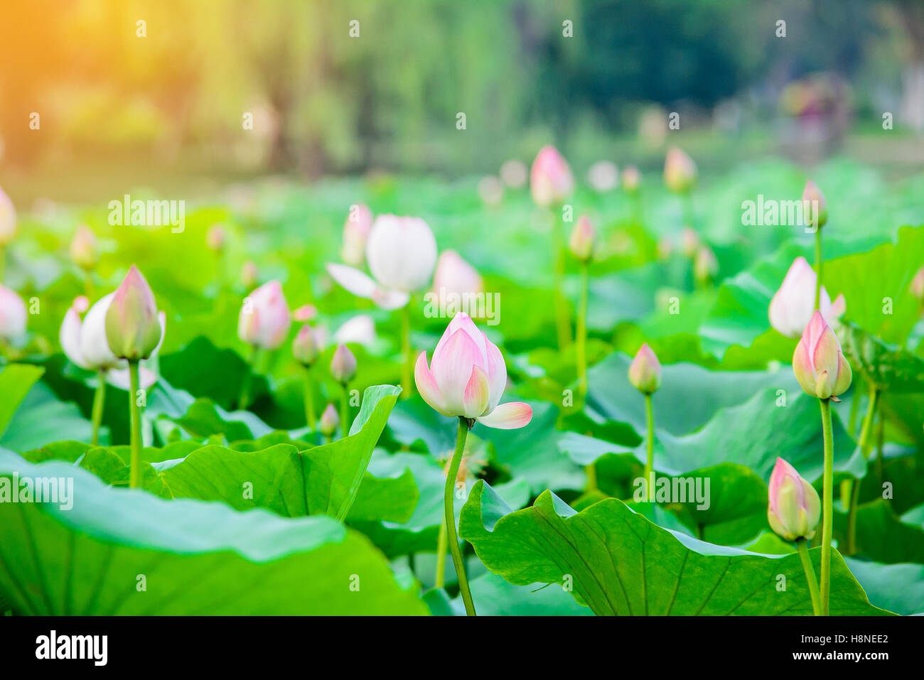 Lotusblüten in Teich, Lotus Blumengarten mit Sonne Lichteffekt