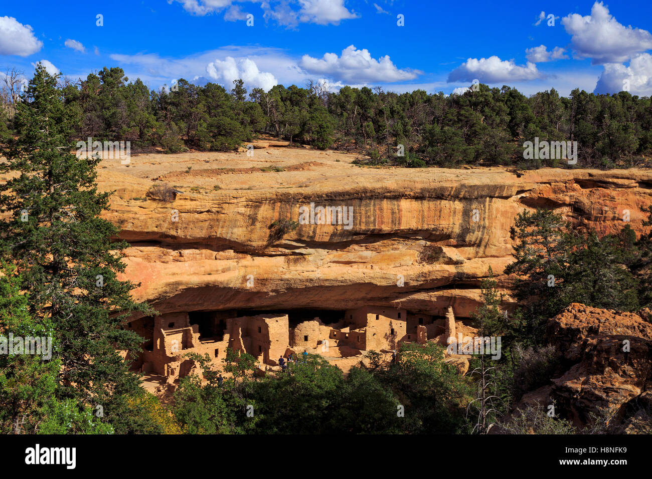 Eine Ansicht von Spruce Tree House, die drittgrößte und am besten erhaltenen Klippe Wohnung in Mesa Verde Nationalpark Colorado USA Stockfoto