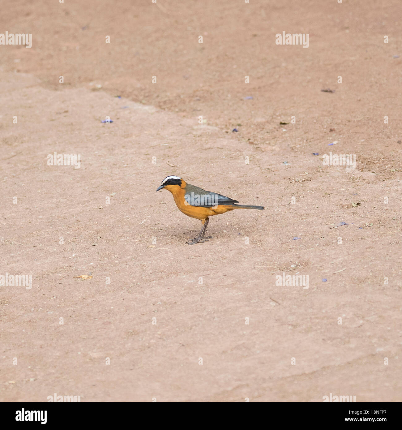 White-crowned Robin-Chat in Tansania Stockfoto