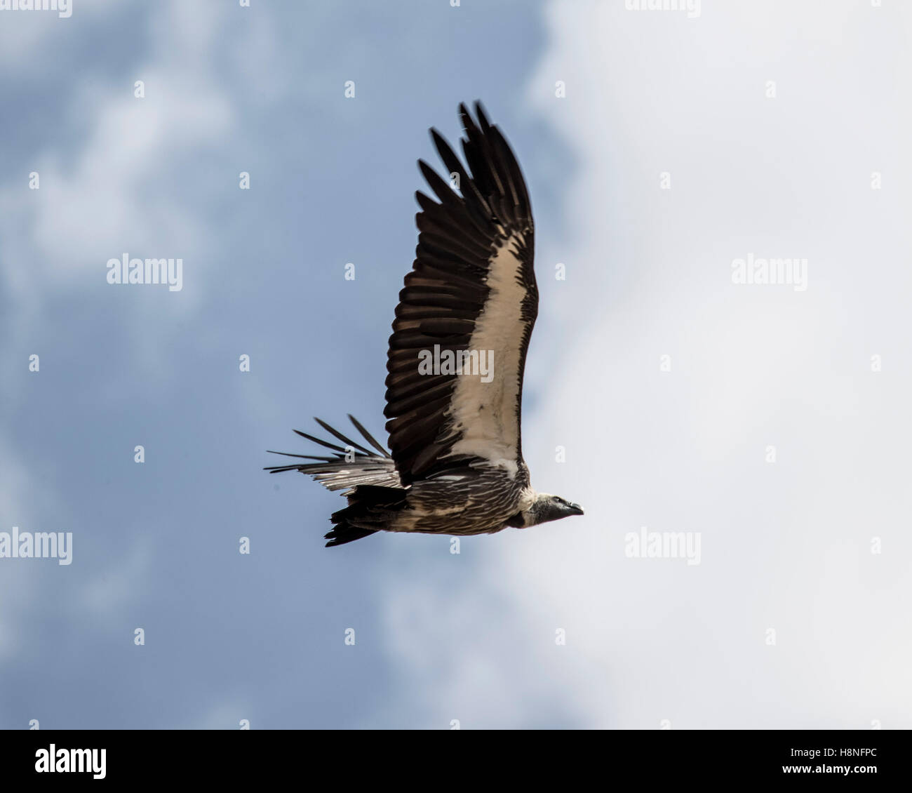 Afrikanische Weißrückenspecht Geier fliegen über die Serengeti Stockfoto