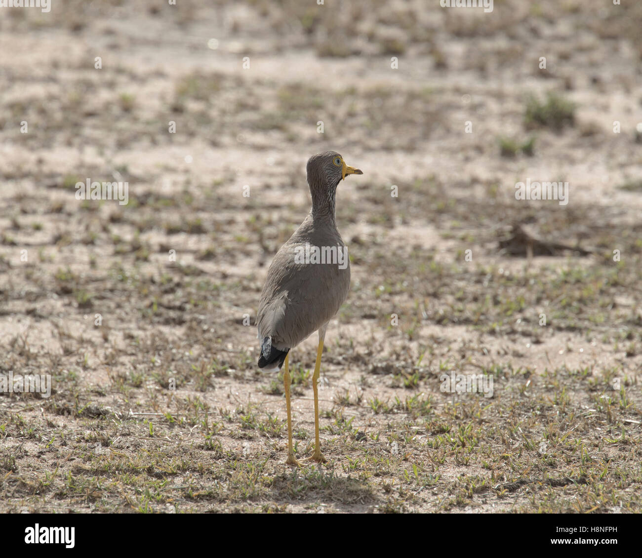 Afrikanische wattled Kiebitz in der Serengeti Stockfoto